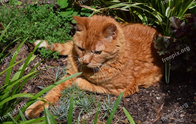 Garden Cat Guarding Cat Feline Animal