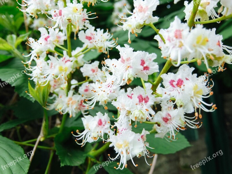 Chestnut Flowers Summer Summer Flowers Tree