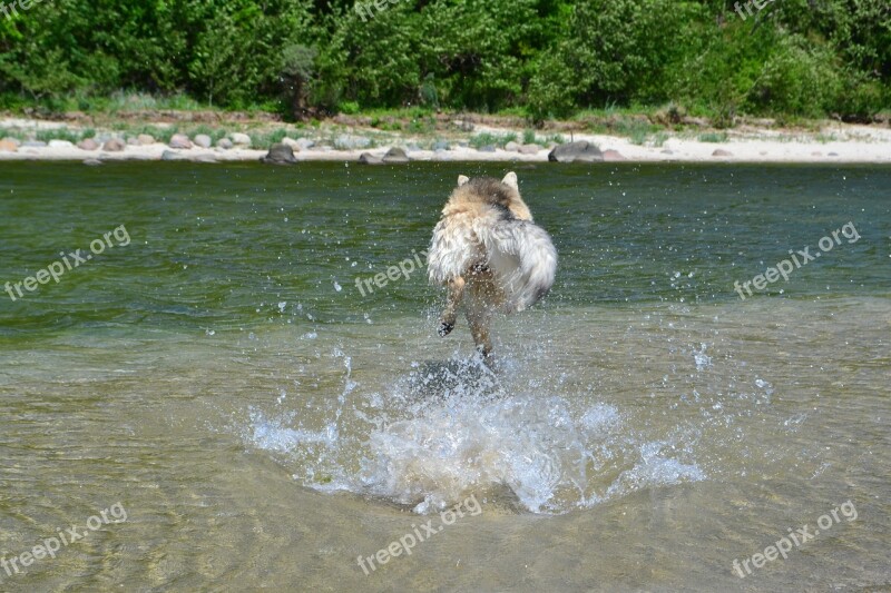 Dog Water Most Beach Pet Mixed Breed Dog