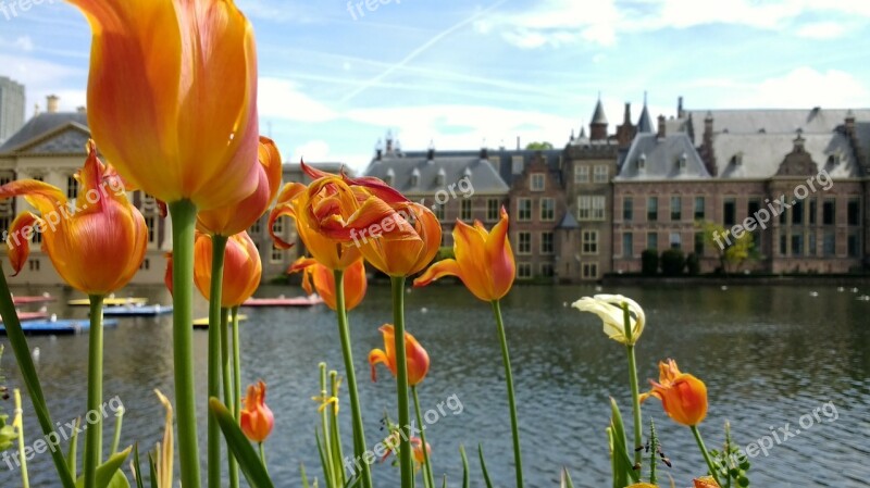 Binnenhof Flowers Den Haag Netherlands Parliament