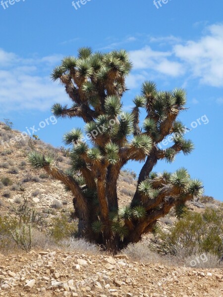 Usa Cactus Very Big Free Photos