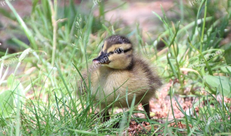 Ducklings Duck Water Bird Chicks Free Photos