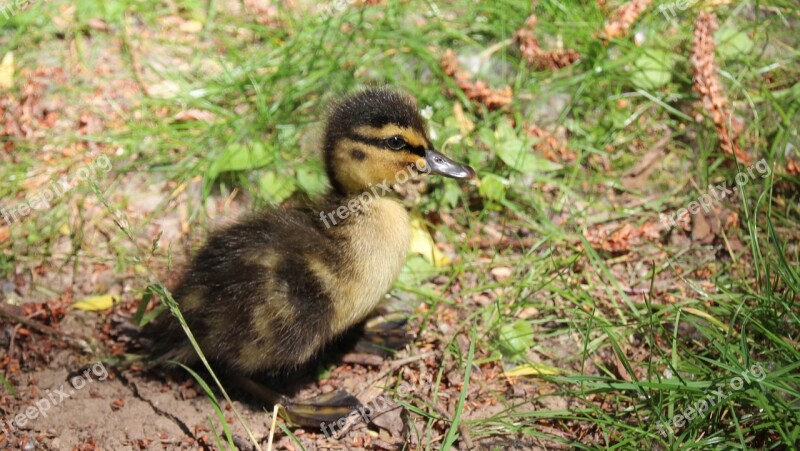 Ducklings Duck Water Bird Chicks Free Photos