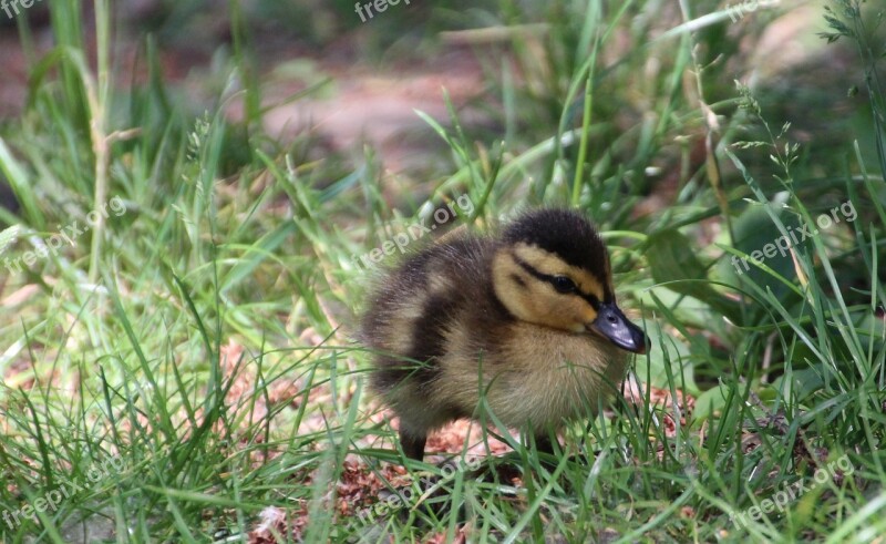 Ducklings Duck Water Bird Chicks Free Photos