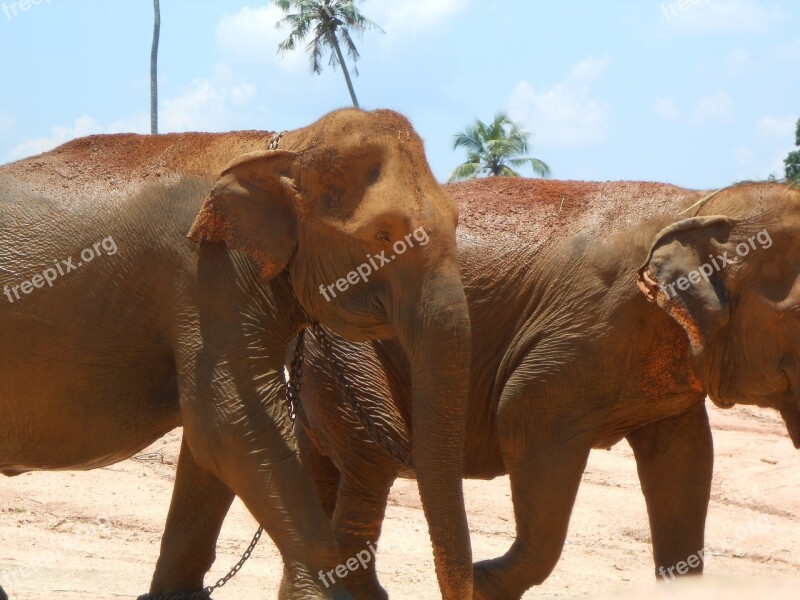 Elephant Srilankan Nature Orphanage Pinnawala