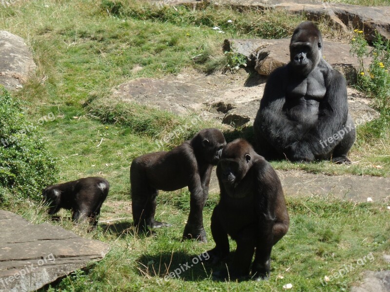 Ape Gorilla Gorilla Family Monkey Animal World