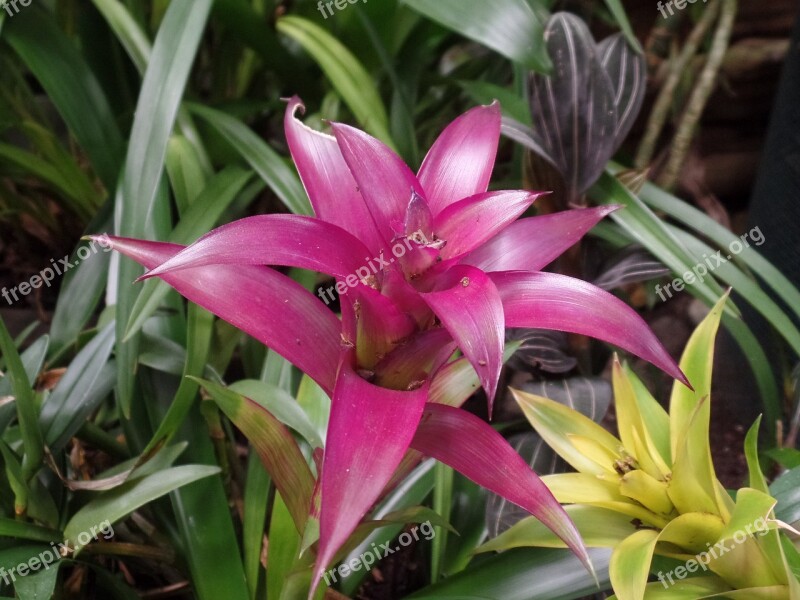 Flower Tropical Magenta Blossom Bloom