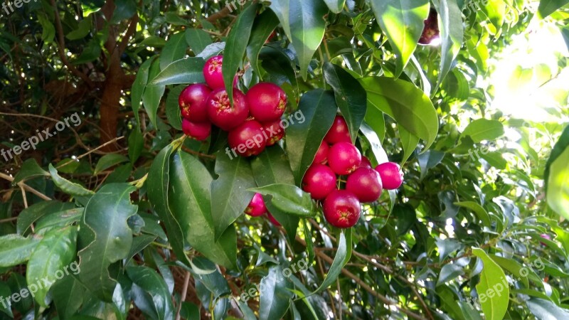 Lilypillies Bush-tucker Fruit Magenta Native