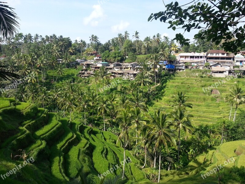 Bali Indonesia Asia Rice Terrace Field