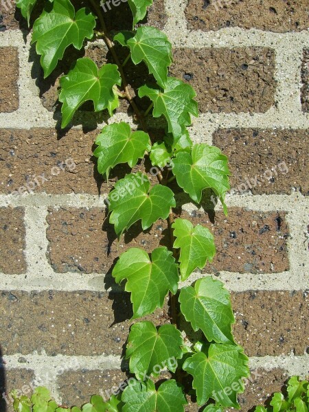 Climber Plant Wall Leaves Stone Wall Entwine