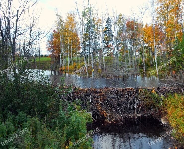 Beaver Dam Nature Water Castor