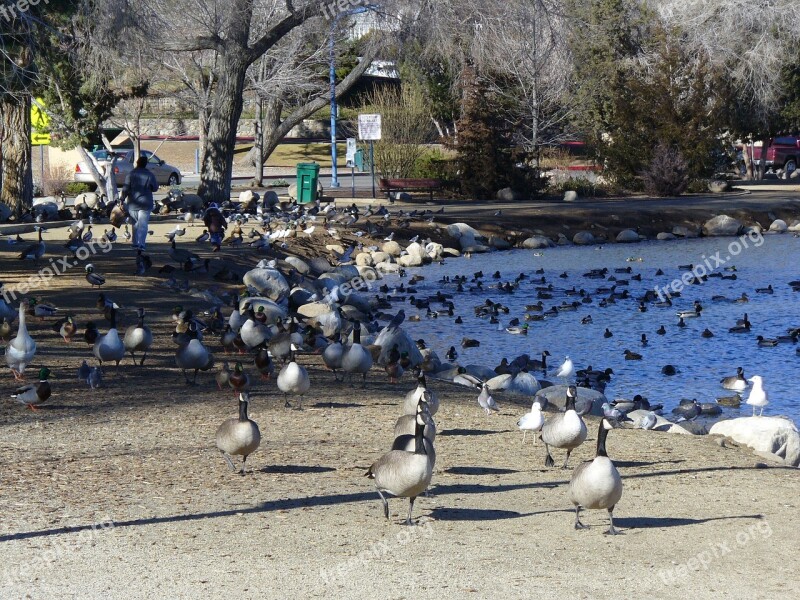 Pond Canadian Geese Migration Free Photos