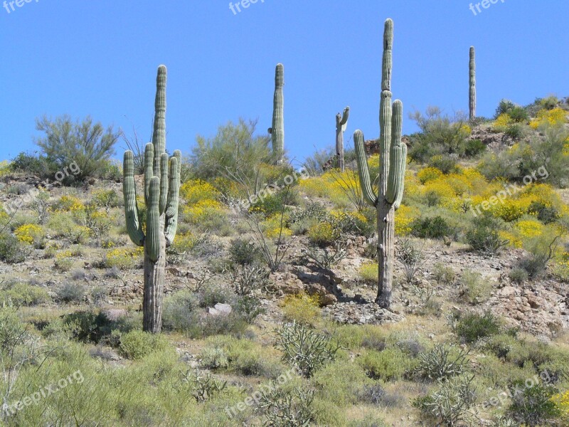 Arizona Desert Cactus Saguaro Barren