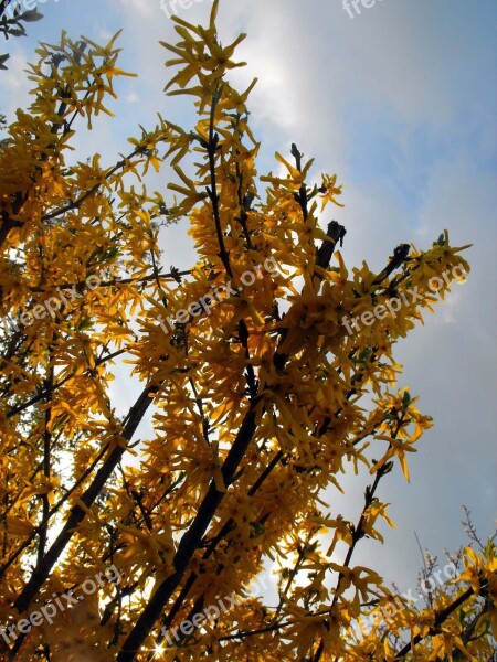 Golden Shower Branches Plant Spring Sun