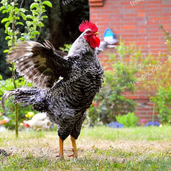 Hahn Gockel Poultry Plumage Colorful