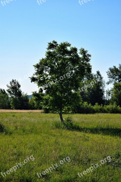 Tree Summer Green Respect Nature