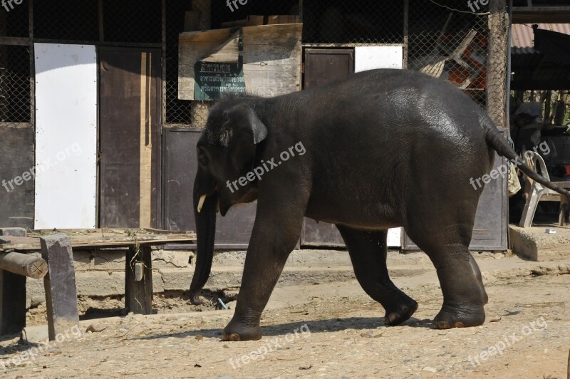 Thailand Elephant Nature Animals Animal