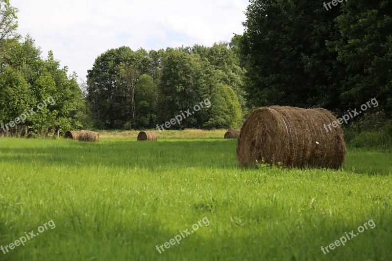 Meadow Grass Forest Nature Meadow Grass