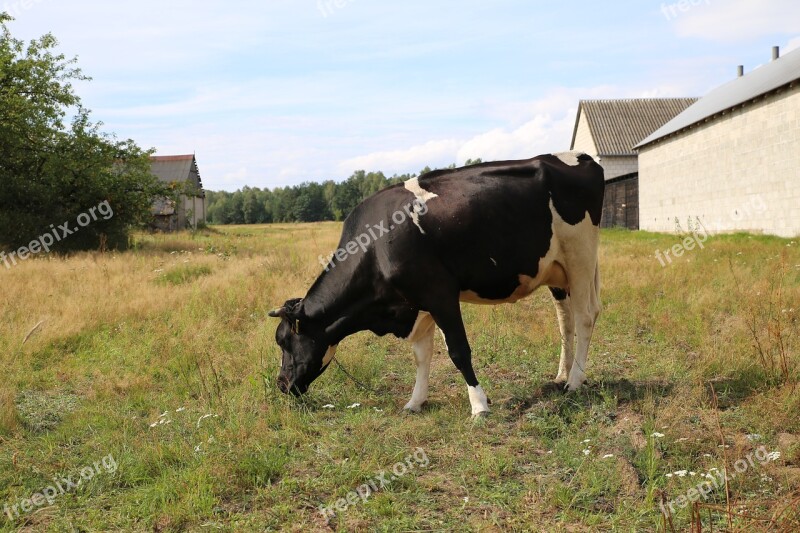 Cow Milk Village Meadow Kennel