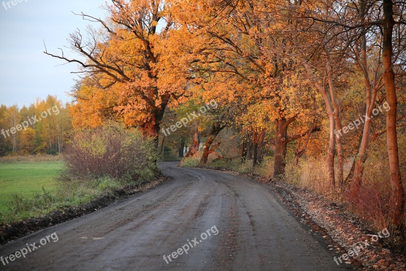 Way Autumn Landscape Nature Foliage