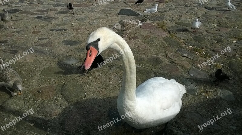 Swan Gdynia Skwerek Free Photos