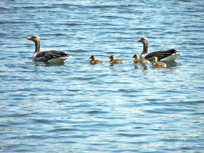 Duck Family Animal Grossensee Ducks Birds