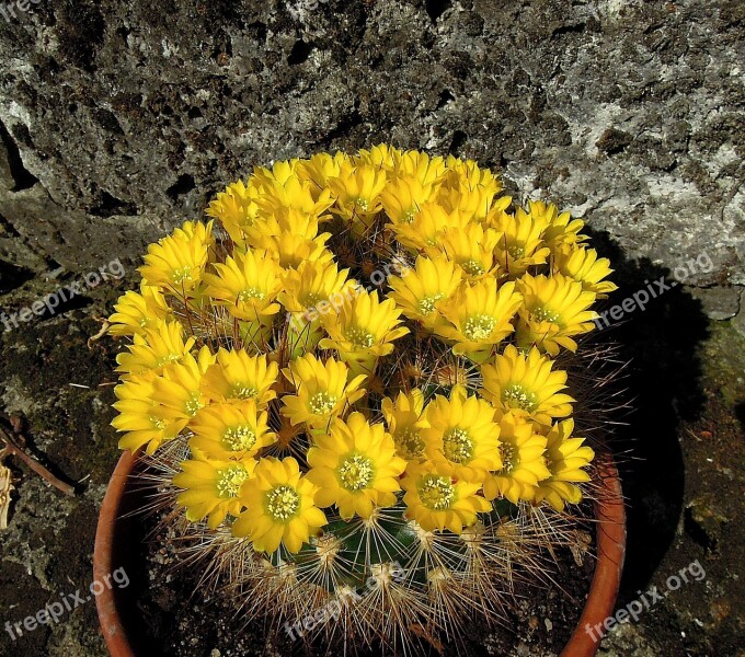 Cactus Cactus Flower Flowering Cactus Flower Yellow Flower