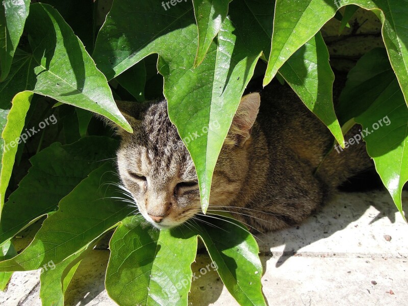 Cat Kitten Tabby Kitten Domestic Cat Pets