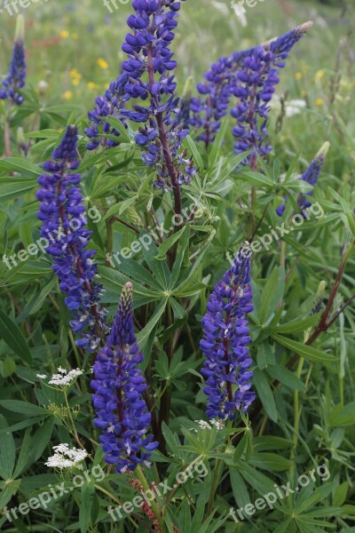 Lupinien Flora Flower Plant Close Up