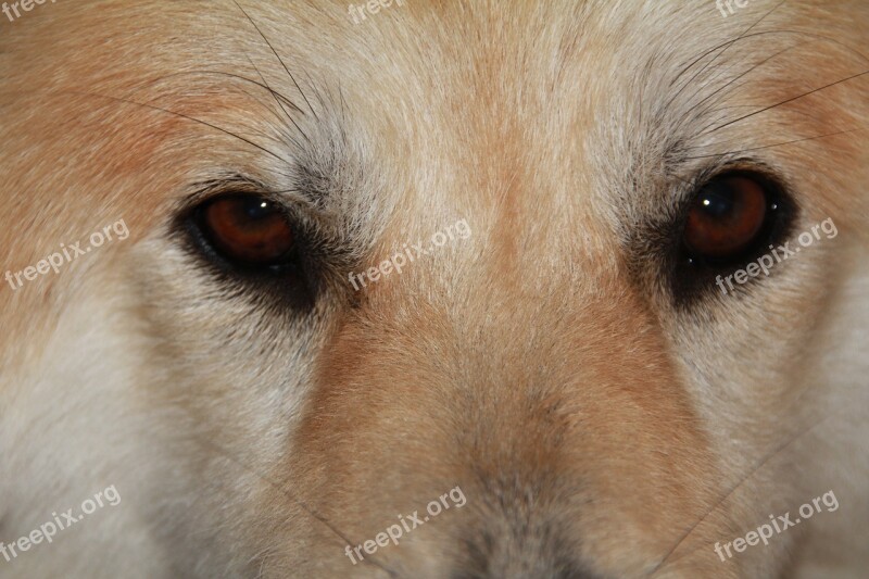 Dog Eyes Close Up Brown Eyes Face