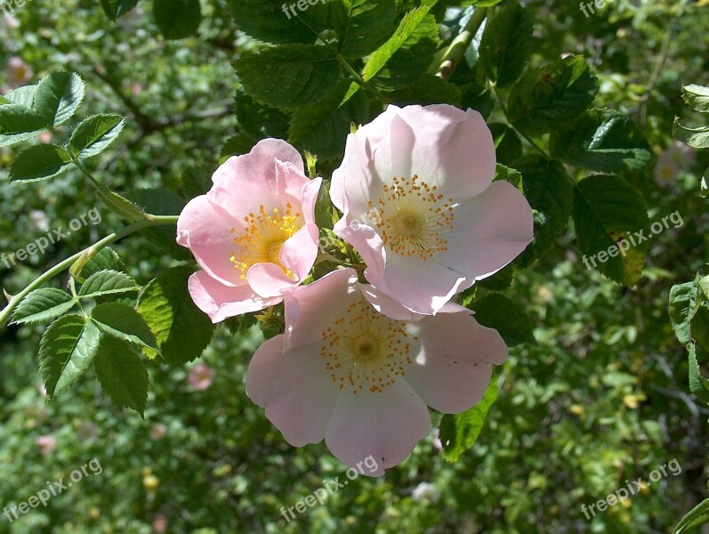 Wild Rose Dog Rose Rose Hip Roses Rose