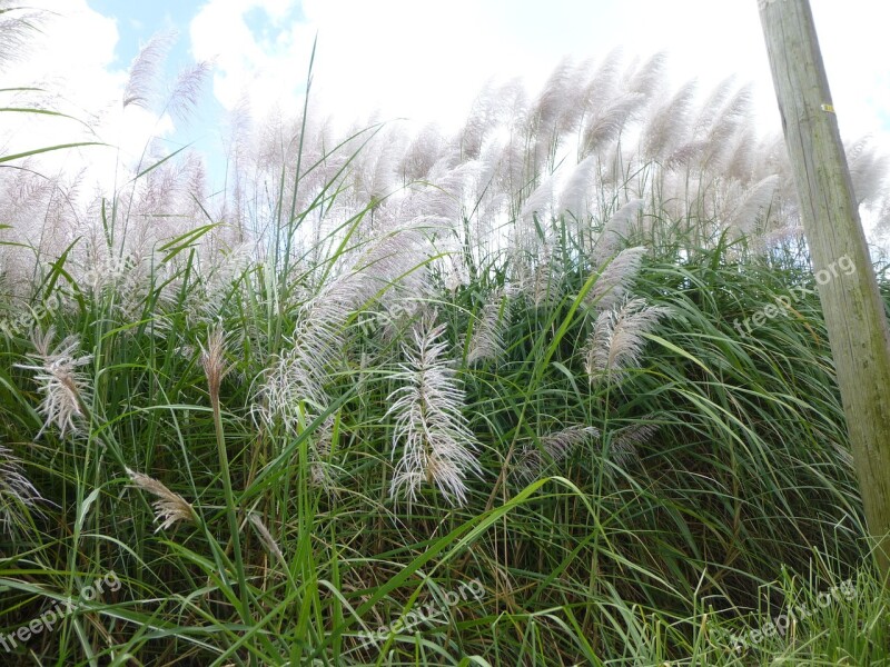 Pampas Grass Field Nature Free Photos