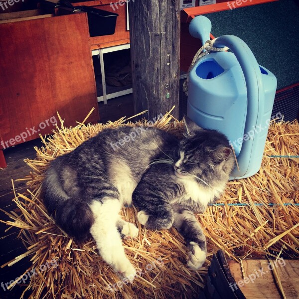 Barn Cat Kitty Hay Cute