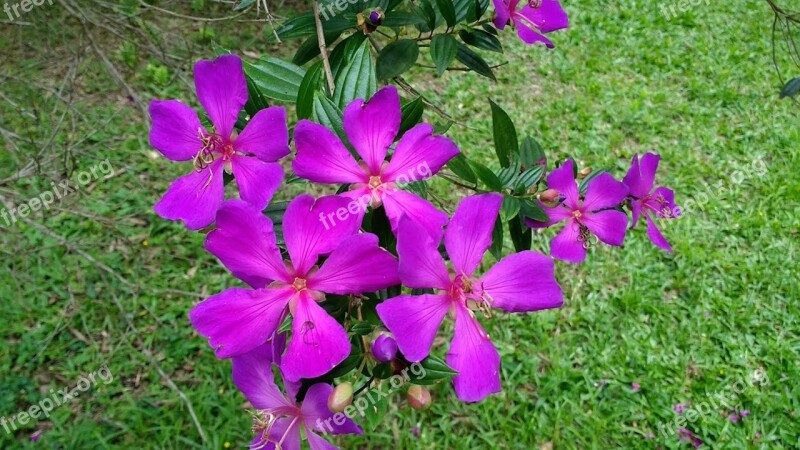 Flower Nature Mato Forest Flora