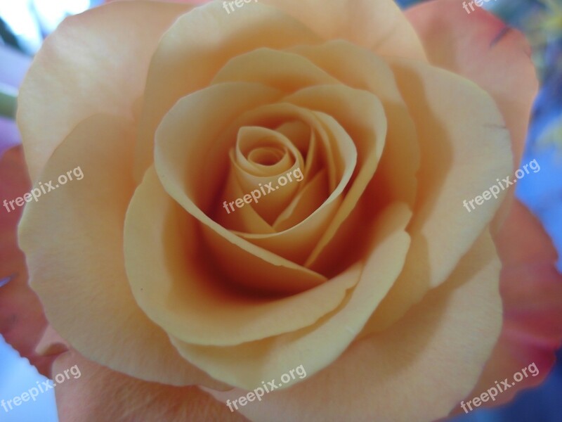 Rose Pink Rose Orange Rose Flower Romance