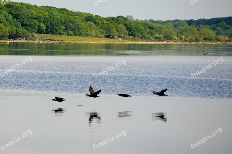 Cormorant Lake Water Bird Water Bird