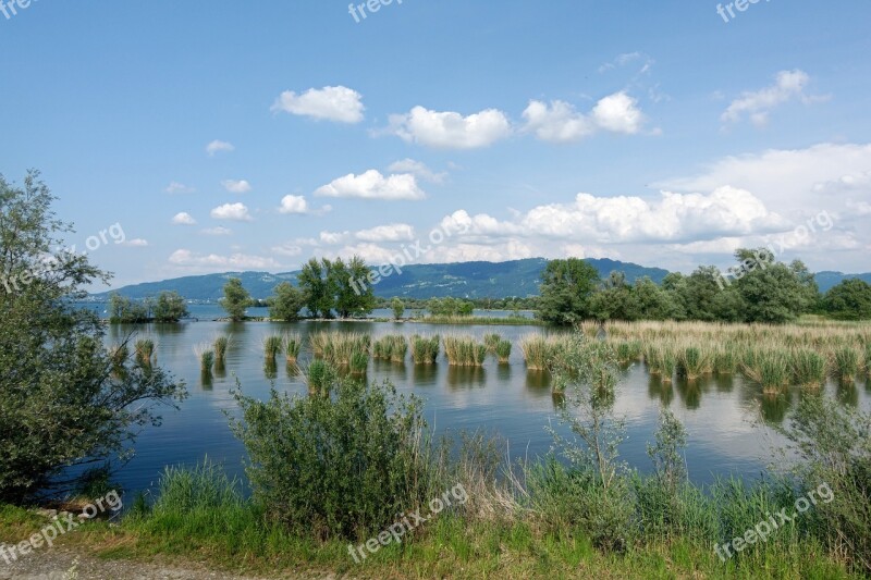 Reed Formation Reed Water Mirroring The Shores Of Lake Constance Landscape