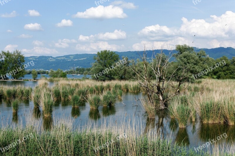 Reed Formation Reed Water Mirroring The Shores Of Lake Constance Landscape