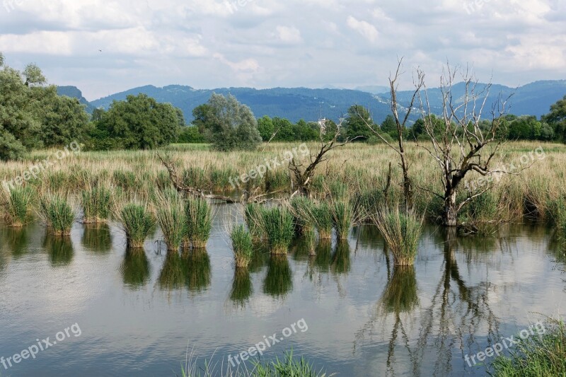 Reed Formation Reed Water Mirroring The Shores Of Lake Constance Landscape