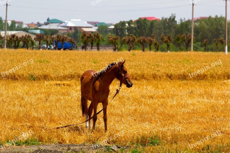 Horse Fields Brown Nature Animal