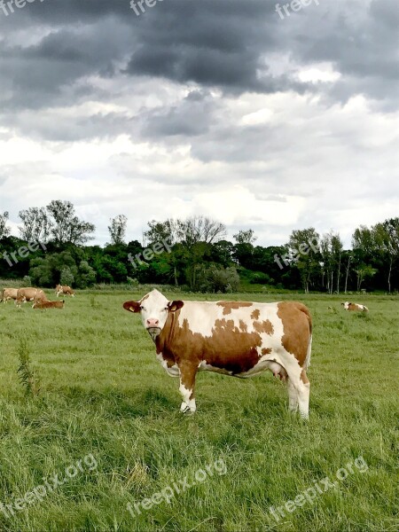 Cow Pasture Sky Graze Beef