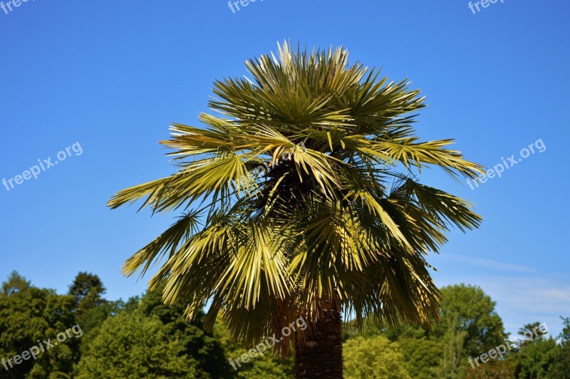 Palm Plant Fan Palm Palm Tree Sky