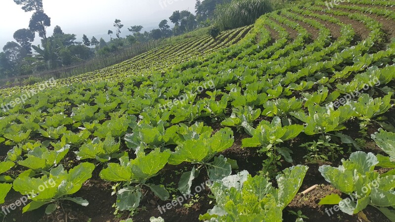 Cabbage Vegetables Vegetable Agriculture Pattern