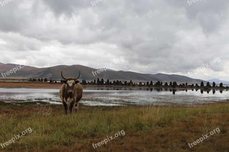 Mongolia Steppe Beef Cow Landscape