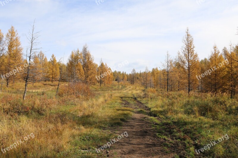 Nature Trees Autumn Steppe Landscape