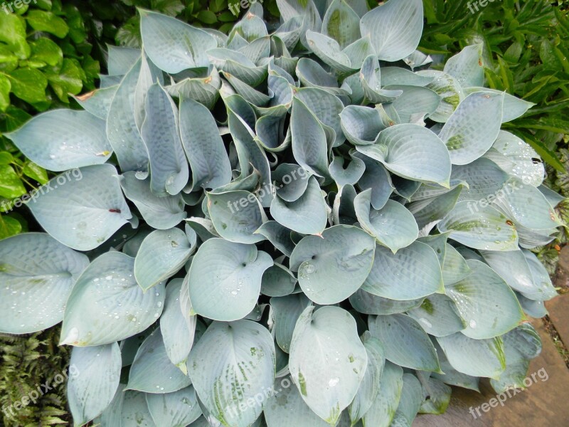 Hosta Plant Green Nature Leaf