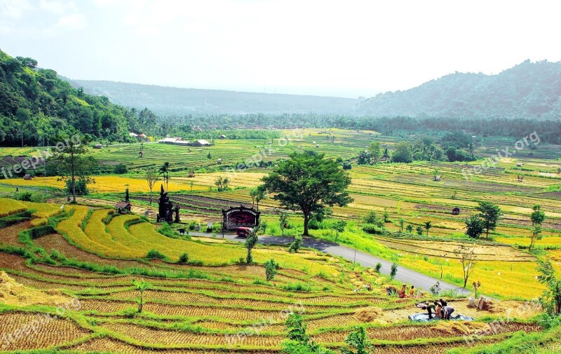 Bali Indonesia Rice Harvest Volcanoes