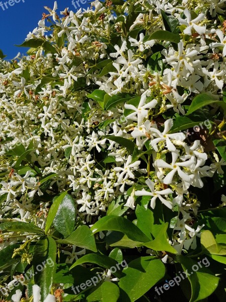 Plant White Flowers Flower Flowers Nature