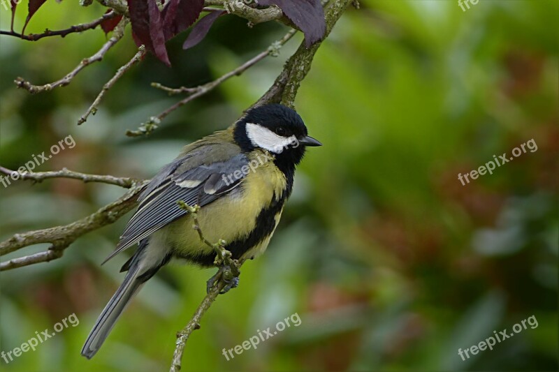 Animal Bird Tit Parus Major Young