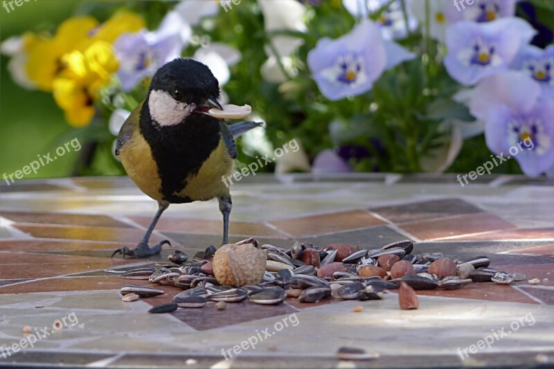 Animal Bird Tit Parus Major Young